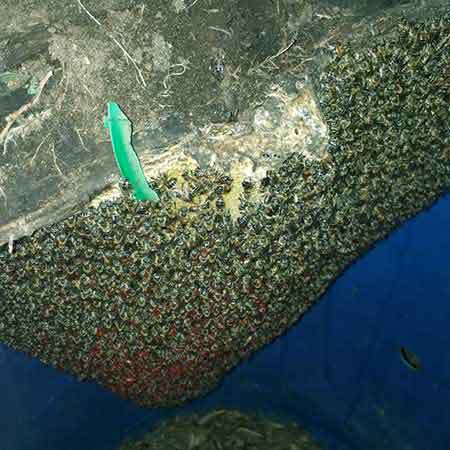 Bee colony removal water container, Killarney Gardens, Cape Town