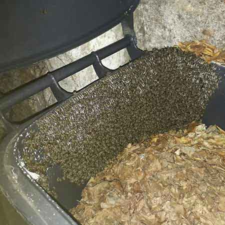 Honey bee swarm removal from Oranjezicht, Cape Town